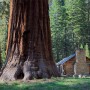 sequoia